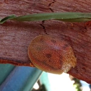 Paropsis atomaria at Molonglo Valley, ACT - 9 Mar 2023 11:53 AM