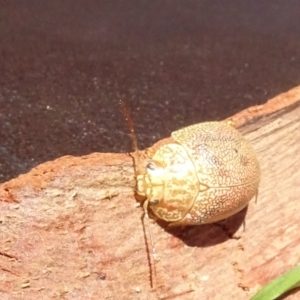 Paropsis atomaria at Molonglo Valley, ACT - 9 Mar 2023