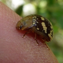 Paropsis pictipennis (Tea-tree button beetle) at Charleys Forest, NSW - 5 Feb 2011 by arjay