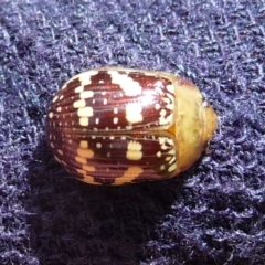 Paropsis pictipennis at Charleys Forest, NSW - suppressed