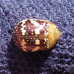 Paropsis pictipennis at Charleys Forest, NSW - suppressed