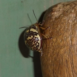 Paropsis pictipennis at Charleys Forest, NSW - suppressed