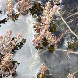 Myriophyllum verrucosum at Larbert, NSW - 8 Mar 2023