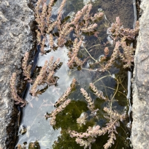 Myriophyllum verrucosum at Larbert, NSW - 8 Mar 2023