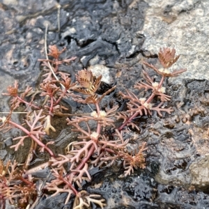 Myriophyllum verrucosum at Larbert, NSW - 8 Mar 2023