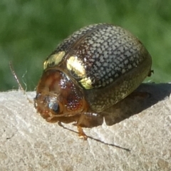 Paropsisterna decolorata (A Eucalyptus leaf beetle) at QPRC LGA - 29 Oct 2022 by arjay