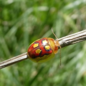 Paropsisterna nobilitata at Charleys Forest, NSW - suppressed