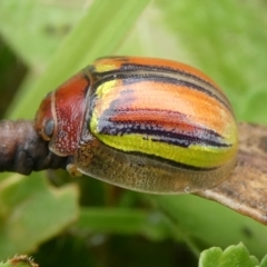 Paropsisterna hectica (A leaf beetle) at Mongarlowe River - 28 Nov 2021 by arjay