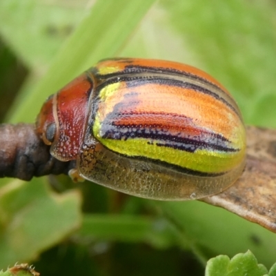 Paropsisterna hectica (A leaf beetle) at QPRC LGA - 28 Nov 2021 by arjay