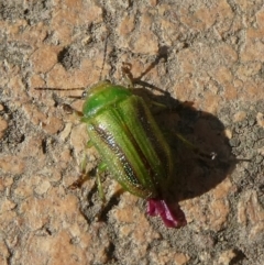 Calomela juncta (Leaf beetle) at Charleys Forest, NSW - 7 Aug 2021 by arjay