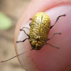Aporocera (Aporocera) erosa (A leaf beetle) at Mongarlowe River - 21 Dec 2020 by arjay