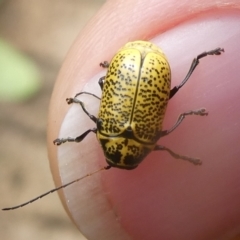 Aporocera (Aporocera) erosa (A leaf beetle) at Charleys Forest, NSW - 22 Dec 2020 by arjay
