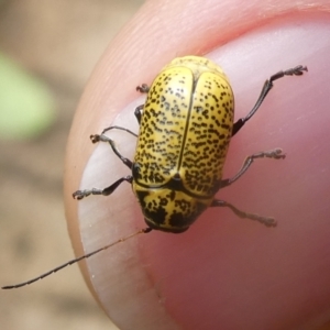 Aporocera (Aporocera) erosa at Charleys Forest, NSW - 22 Dec 2020