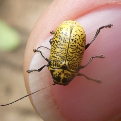 Aporocera (Aporocera) erosa (A leaf beetle) at Charleys Forest, NSW - 21 Dec 2020 by arjay