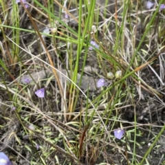 Utricularia dichotoma (Fairy Aprons, Purple Bladderwort) at Larbert, NSW - 8 Mar 2023 by JaneR