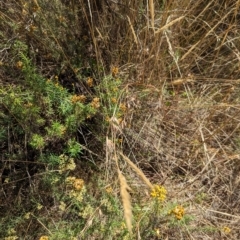 Themeda triandra (Kangaroo Grass) at Hackett, ACT - 9 Mar 2023 by Avery