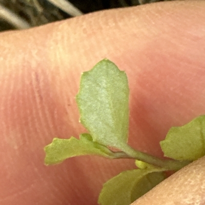 Isotoma fluviatilis subsp. australis (Swamp Isotome) at Molonglo Valley, ACT - 9 Mar 2023 by lbradley