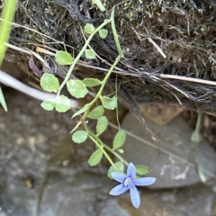 Isotoma fluviatilis subsp. australis at Molonglo Valley, ACT - 9 Mar 2023