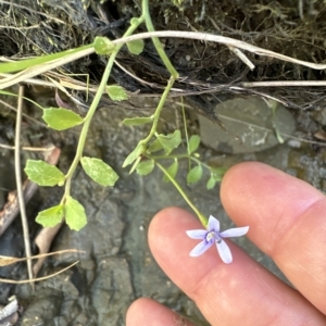 Isotoma fluviatilis subsp. australis at Aranda, ACT - 9 Mar 2023 04:43 PM