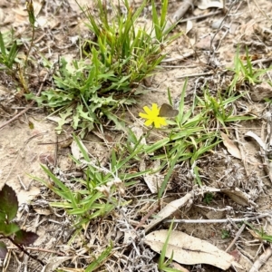 Zizina otis at Black Range, NSW - 8 Mar 2023