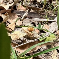 Paropsis atomaria at Black Range, NSW - 8 Mar 2023