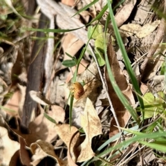 Paropsis atomaria at Black Range, NSW - 8 Mar 2023