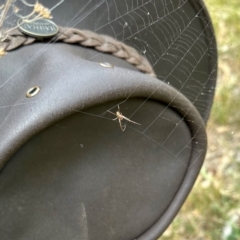 Unidentified Other web-building spider at Black Range, NSW - 8 Mar 2023 by KMcCue