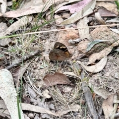 Heteronympha merope (Common Brown Butterfly) at Black Range, NSW - 8 Mar 2023 by KMcCue