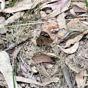 Heteronympha merope at Black Range, NSW - 8 Mar 2023