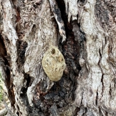 Unidentified Insect at Black Range, NSW - 8 Mar 2023 by KMcCue