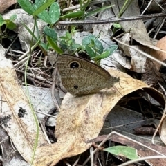 Ypthima arctous (Dusky Knight) at Black Range, NSW - 8 Mar 2023 by KMcCue