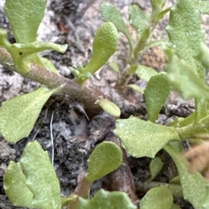 Centipeda cunninghamii at Aranda, ACT - 9 Mar 2023