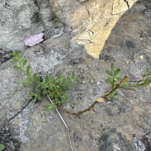 Centipeda cunninghamii at Aranda, ACT - 9 Mar 2023