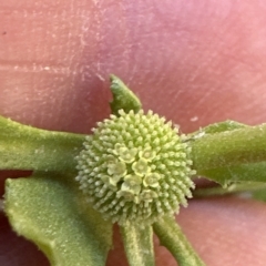 Centipeda cunninghamii at Aranda, ACT - 9 Mar 2023