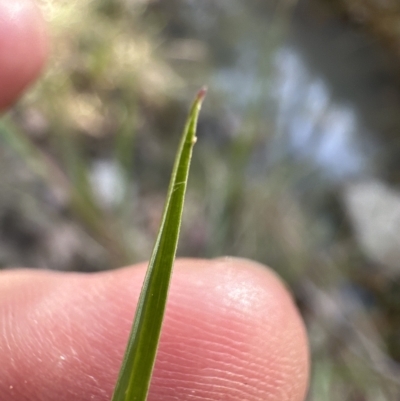Setaria (genus) (Pigeon Grass) at Aranda, ACT - 9 Mar 2023 by lbradley