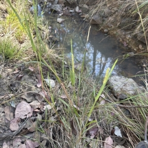 Setaria sp. at Aranda, ACT - 9 Mar 2023