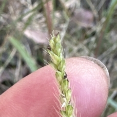 Setaria sp. at Aranda, ACT - 9 Mar 2023