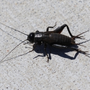 Teleogryllus commodus at Isabella Plains, ACT - 9 Mar 2023 11:53 AM