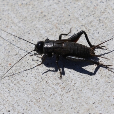 Teleogryllus commodus (Black Field Cricket) at Upper Stranger Pond - 9 Mar 2023 by RodDeb