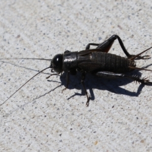 Teleogryllus commodus at Isabella Plains, ACT - 9 Mar 2023 11:53 AM