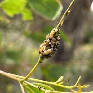 Paropsis atomaria at Acton, ACT - 13 Feb 2023