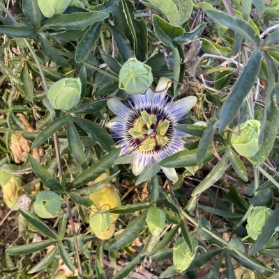 Passiflora caerulea (Blue Passionflower) at Molonglo Valley, ACT - 8 Mar 2023 by Steve_Bok