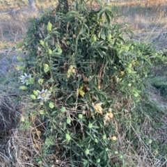 Passiflora caerulea at Molonglo Valley, ACT - 9 Mar 2023