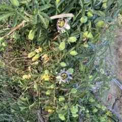 Passiflora caerulea at Molonglo Valley, ACT - 9 Mar 2023