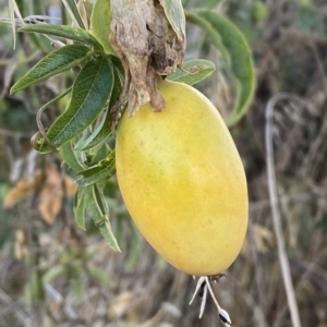 Passiflora caerulea at Molonglo Valley, ACT - 9 Mar 2023