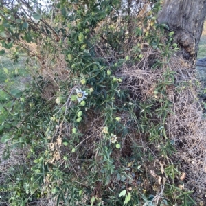 Passiflora caerulea at Molonglo Valley, ACT - 9 Mar 2023