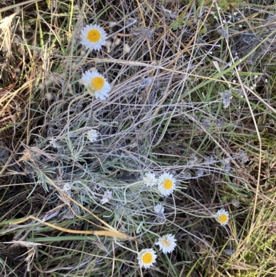 Leucochrysum albicans subsp. tricolor (Hoary Sunray) at Molonglo Valley, ACT - 9 Mar 2023 by SteveBorkowskis