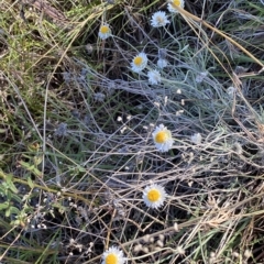 Leucochrysum albicans subsp. tricolor at Molonglo Valley, ACT - 9 Mar 2023