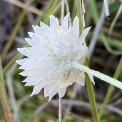 Leucochrysum albicans subsp. tricolor at Molonglo Valley, ACT - 9 Mar 2023 08:39 AM