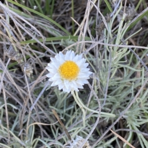 Leucochrysum albicans subsp. tricolor at Molonglo Valley, ACT - 9 Mar 2023